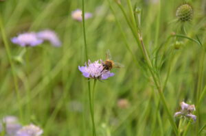 scabiosa2