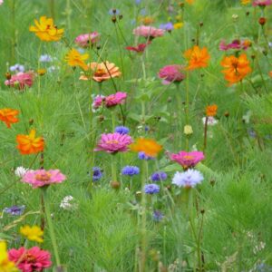 CASANOVA + Mélange Abeille